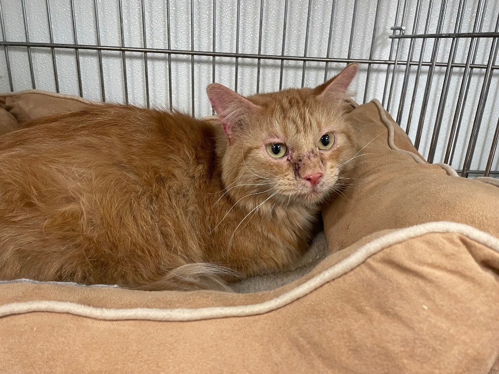 Molly Weasley, an adoptable Domestic Medium Hair in Rock Springs, WY, 82901 | Photo Image 2