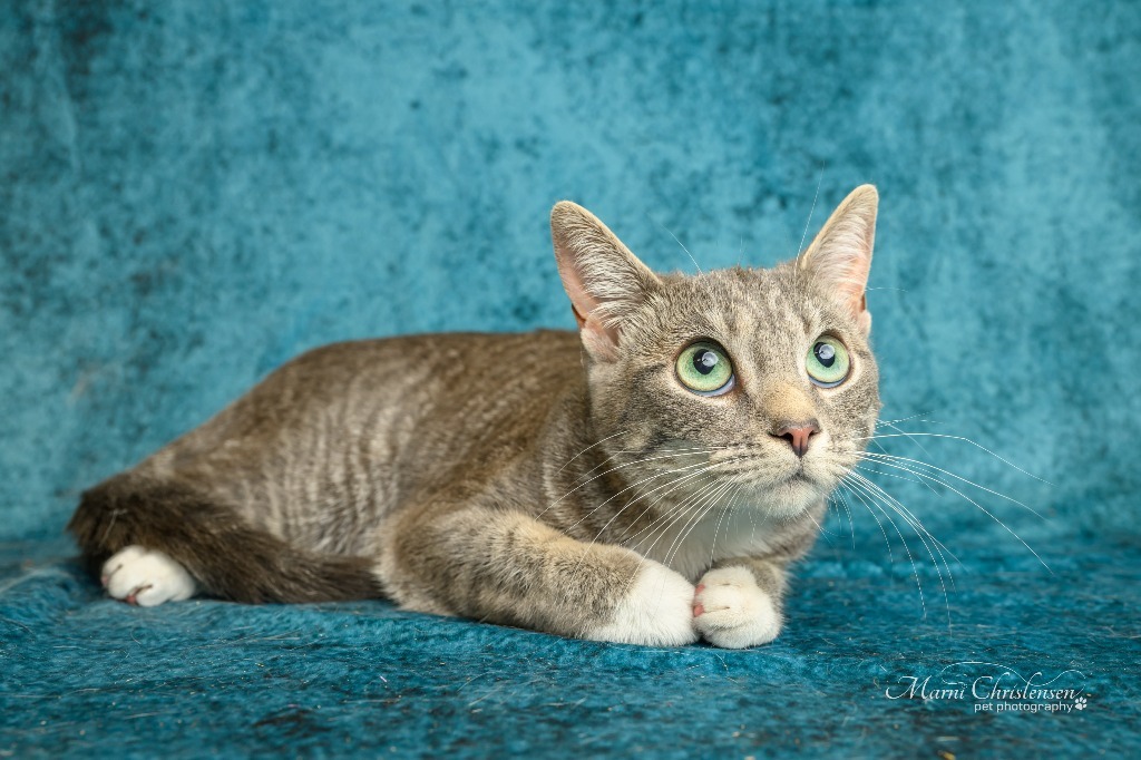 Lila, an adoptable Domestic Medium Hair in Rock Springs, WY, 82901 | Photo Image 1