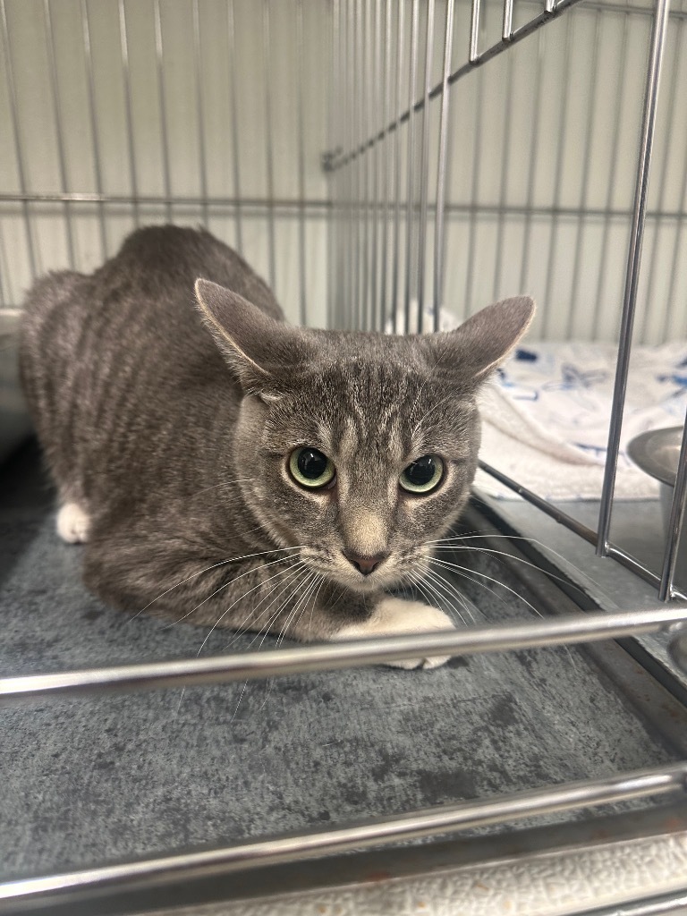 Lila, an adoptable Domestic Medium Hair in Rock Springs, WY, 82901 | Photo Image 2