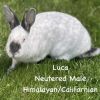 Luca photo 1