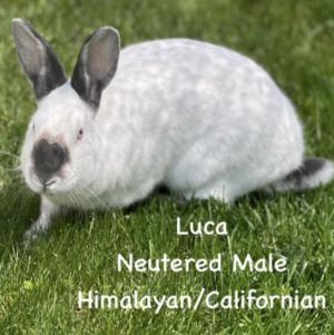 Luca, Adult Male Himalayan