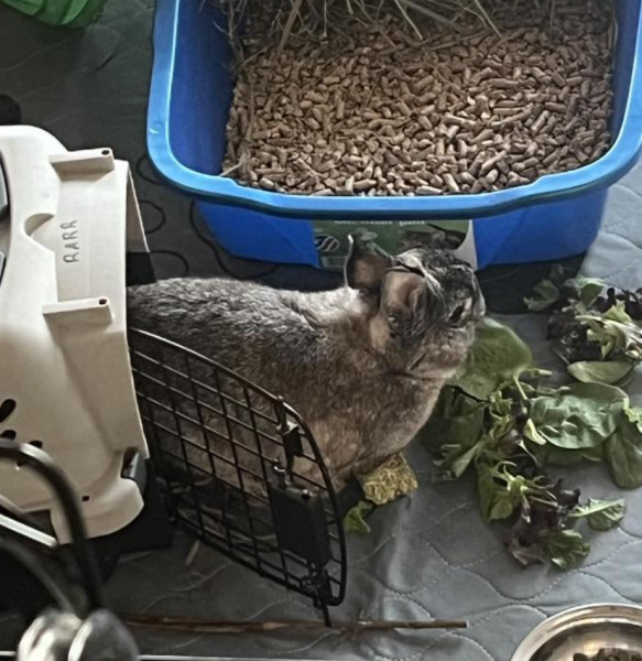 Roo 1