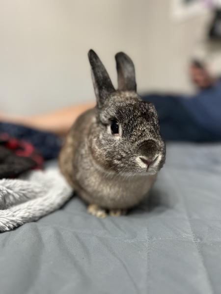 Roo 5
