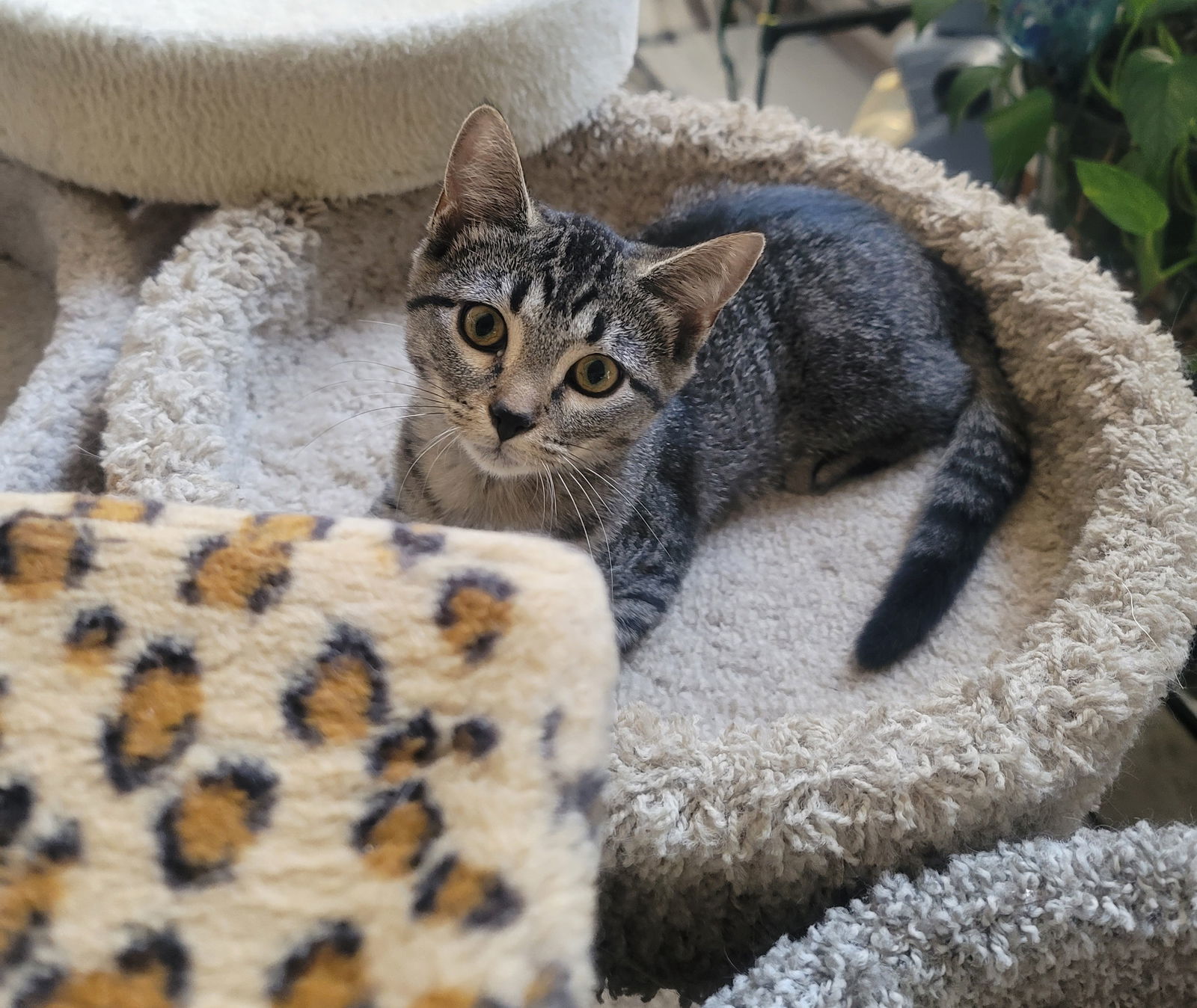 Bianca, an adoptable Tabby in Littleton, CO, 80127 | Photo Image 1