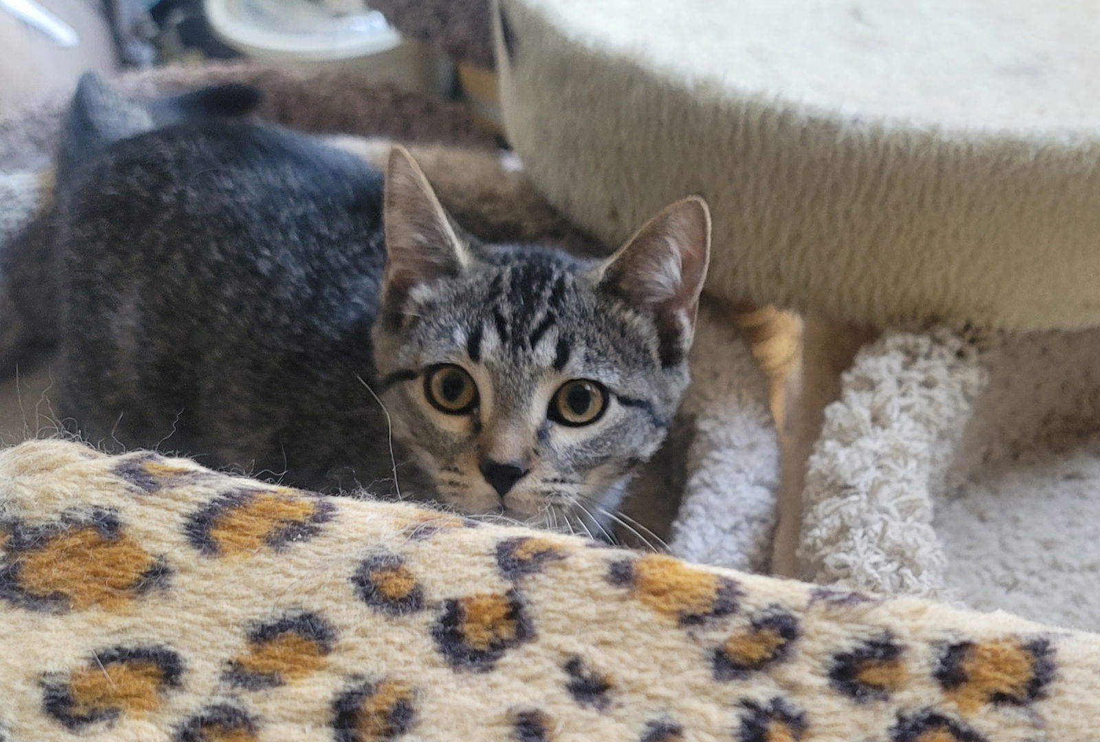 Bianca, an adoptable Tabby in Littleton, CO, 80127 | Photo Image 2