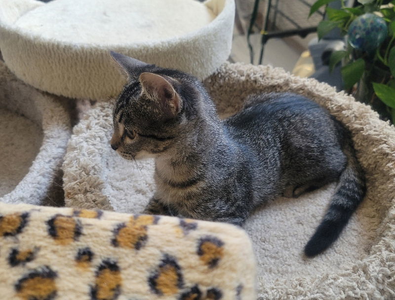 Bianca, an adoptable Tabby in Littleton, CO, 80127 | Photo Image 3