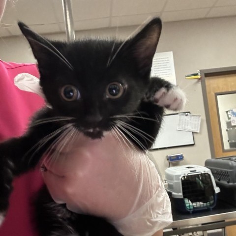 Mitten - 071202S, an adoptable Domestic Short Hair in Tupelo, MS, 38801 | Photo Image 1