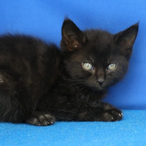 Mothra - 052206S, an adoptable Domestic Short Hair in Tupelo, MS, 38801 | Photo Image 1