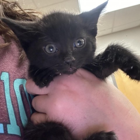 Mothra - 052206S, an adoptable Domestic Short Hair in Tupelo, MS, 38801 | Photo Image 2