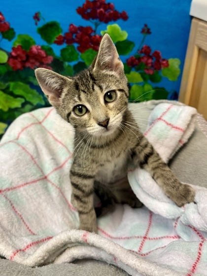 Isabella, an adoptable Domestic Short Hair in Harbor Springs, MI, 49740 | Photo Image 1