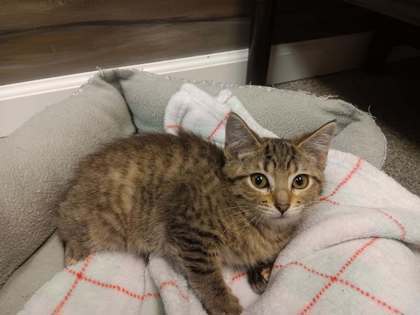 Daisy, an adoptable Domestic Short Hair in Harbor Springs, MI, 49740 | Photo Image 1