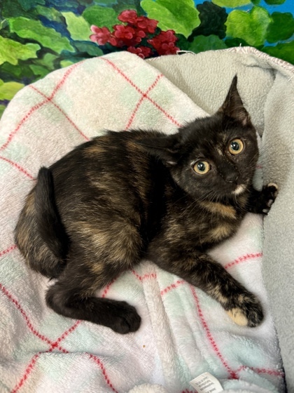 Myrtle, an adoptable Domestic Short Hair in Harbor Springs, MI, 49740 | Photo Image 1