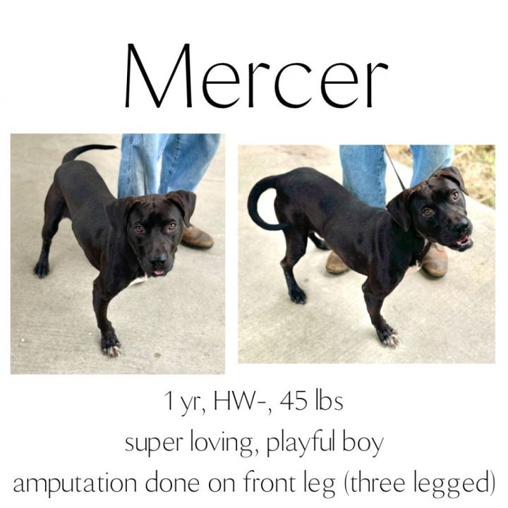 Mercer 1