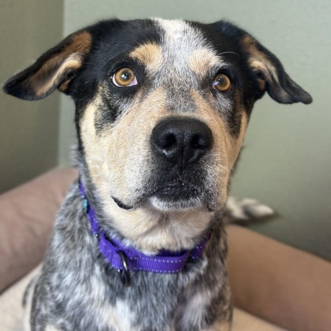 Bozler, an adoptable Australian Cattle Dog / Blue Heeler, Mixed Breed in Lander, WY, 82520 | Photo Image 1