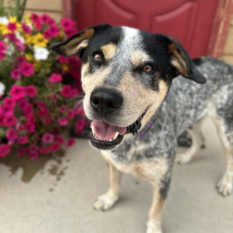 Bozler, an adoptable Australian Cattle Dog / Blue Heeler, Mixed Breed in Lander, WY, 82520 | Photo Image 2