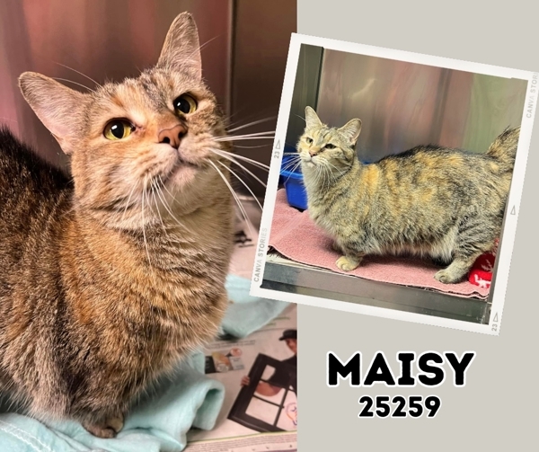 Maisy, an adoptable Munchkin in Oak Ridge, TN, 37830 | Photo Image 1