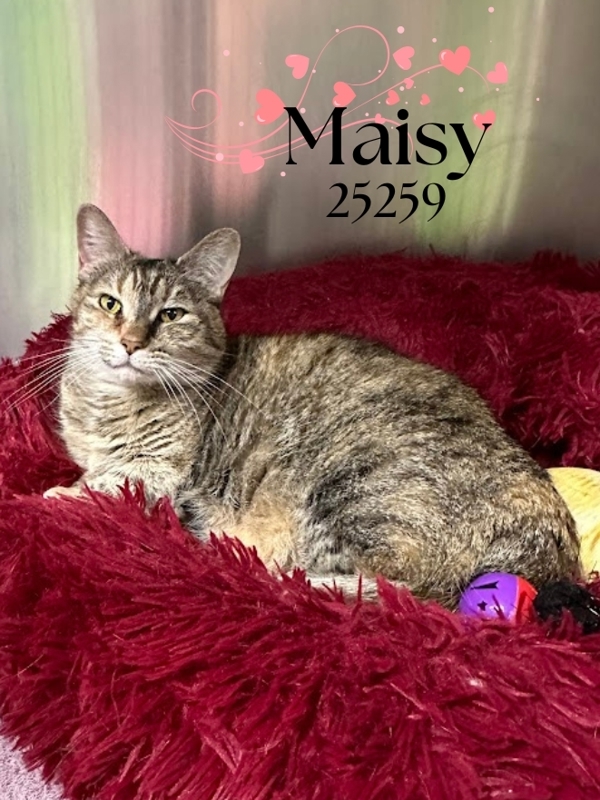 Maisy, an adoptable Munchkin in Oak Ridge, TN, 37830 | Photo Image 5