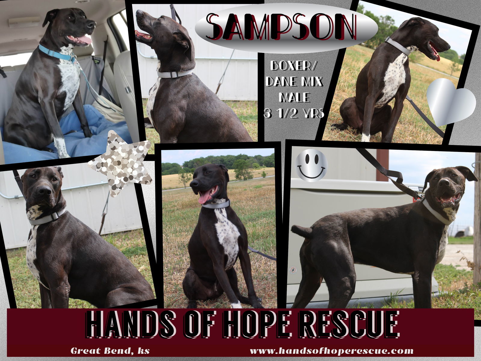 Sampson, an adoptable Boxer, Great Dane in Great Bend, KS, 67530 | Photo Image 1