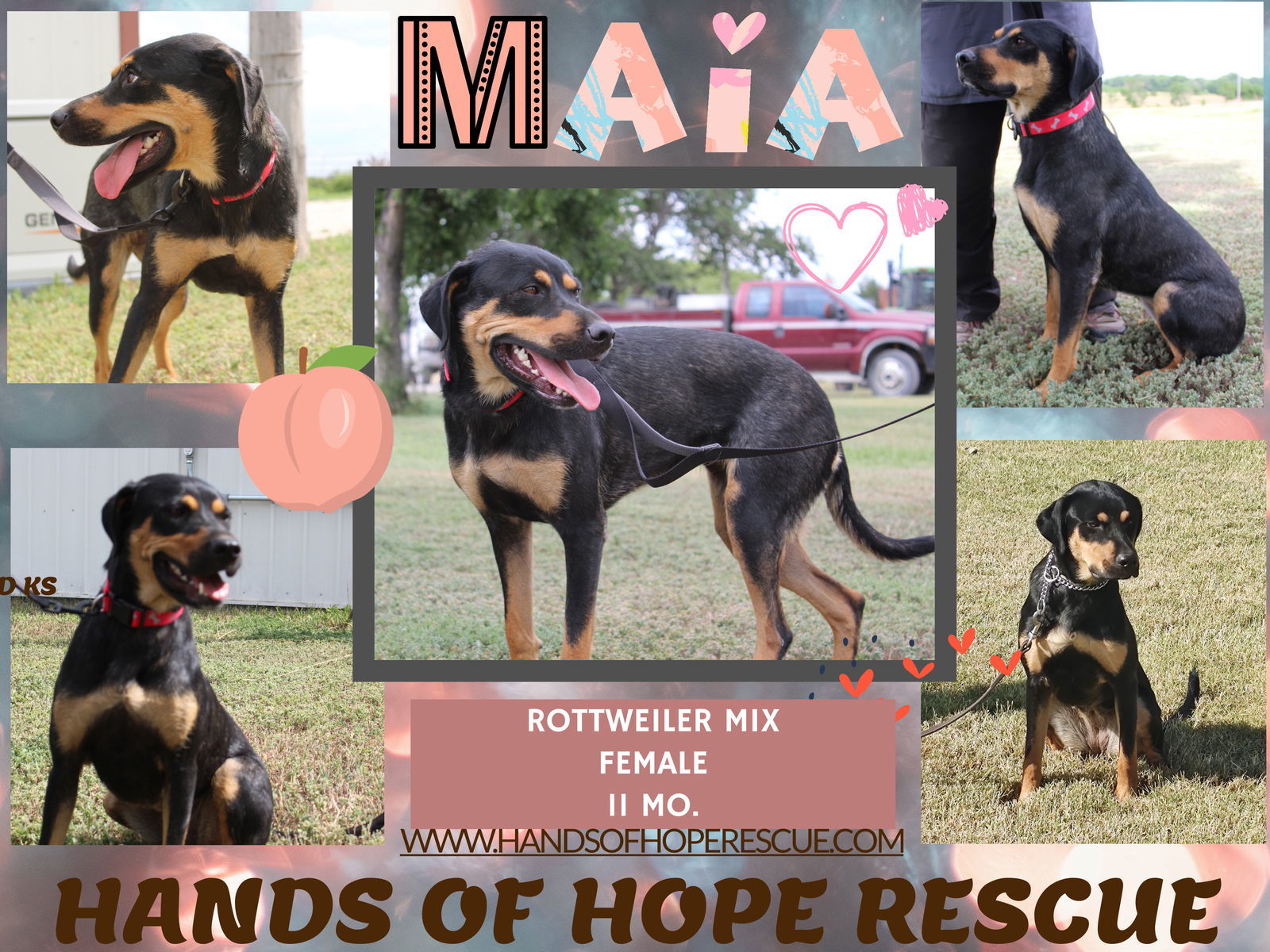 Maia, an adoptable Rottweiler, Belgian Shepherd / Malinois in Great Bend, KS, 67530 | Photo Image 1