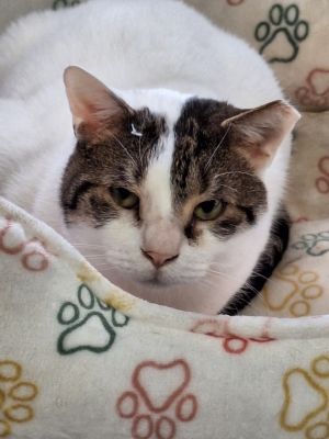 Rex Domestic Short Hair Cat