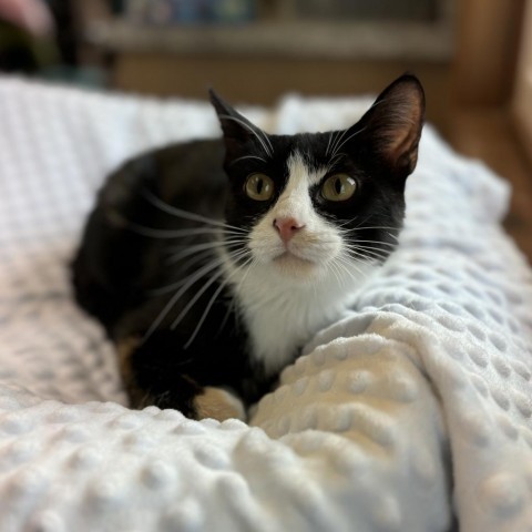 Wanda--In Foster, an adoptable Domestic Short Hair in Fargo, ND, 58102 | Photo Image 1