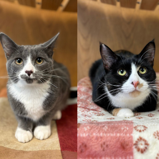 Wanda--In Foster, an adoptable Domestic Short Hair in Fargo, ND, 58102 | Photo Image 1