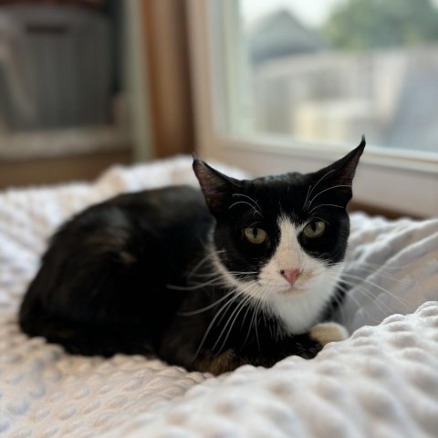 Wanda--In Foster, an adoptable Domestic Short Hair in Fargo, ND, 58102 | Photo Image 3