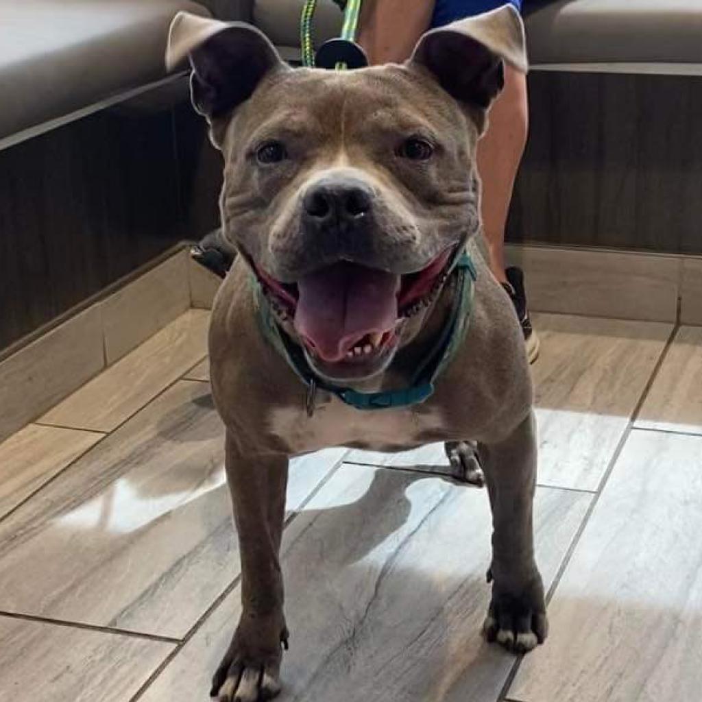 Hartley, an adoptable Pit Bull Terrier in Wichita, KS, 67278 | Photo Image 1