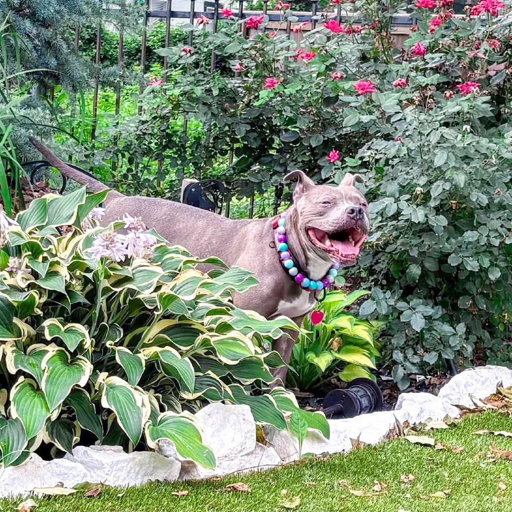 Hartley, an adoptable Pit Bull Terrier in Wichita, KS, 67278 | Photo Image 1