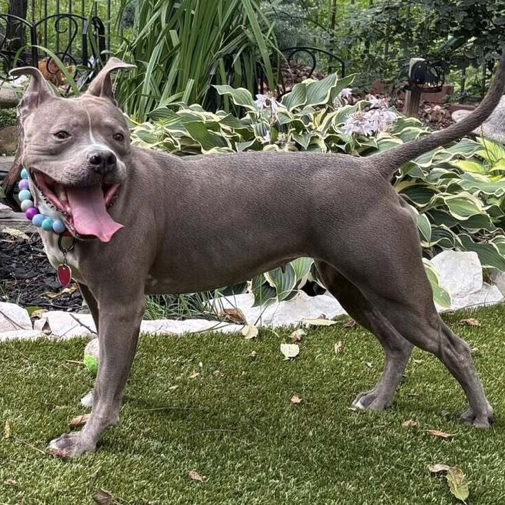 Hartley, an adoptable Pit Bull Terrier in Wichita, KS, 67278 | Photo Image 2