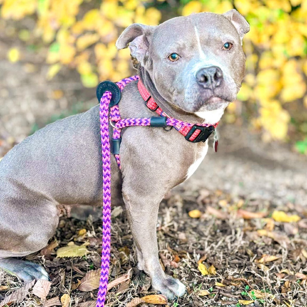 Hartley, an adoptable Pit Bull Terrier in Wichita, KS, 67278 | Photo Image 3