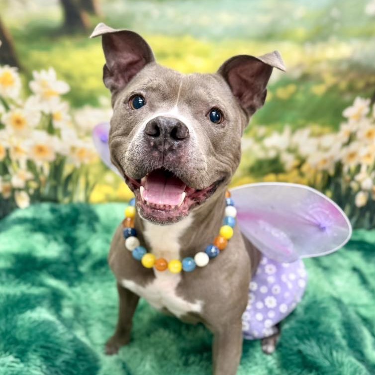 Hartley, an adoptable Pit Bull Terrier in Wichita, KS, 67278 | Photo Image 4