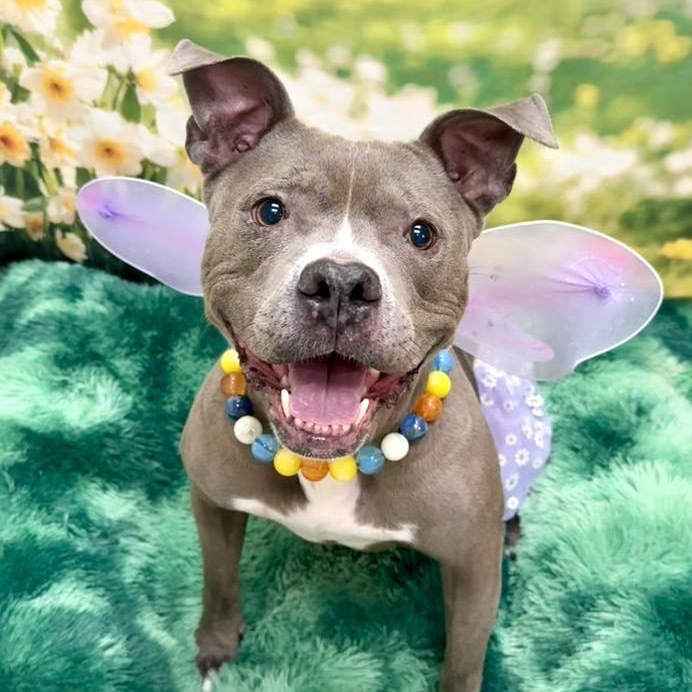 Hartley, an adoptable Pit Bull Terrier in Wichita, KS, 67278 | Photo Image 5