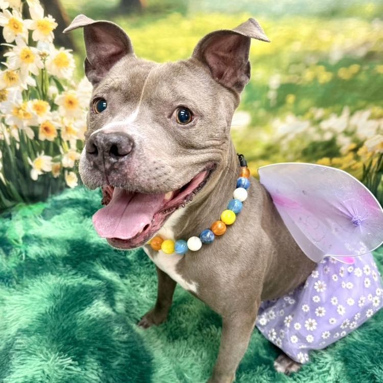 Hartley, an adoptable Pit Bull Terrier in Wichita, KS, 67278 | Photo Image 6