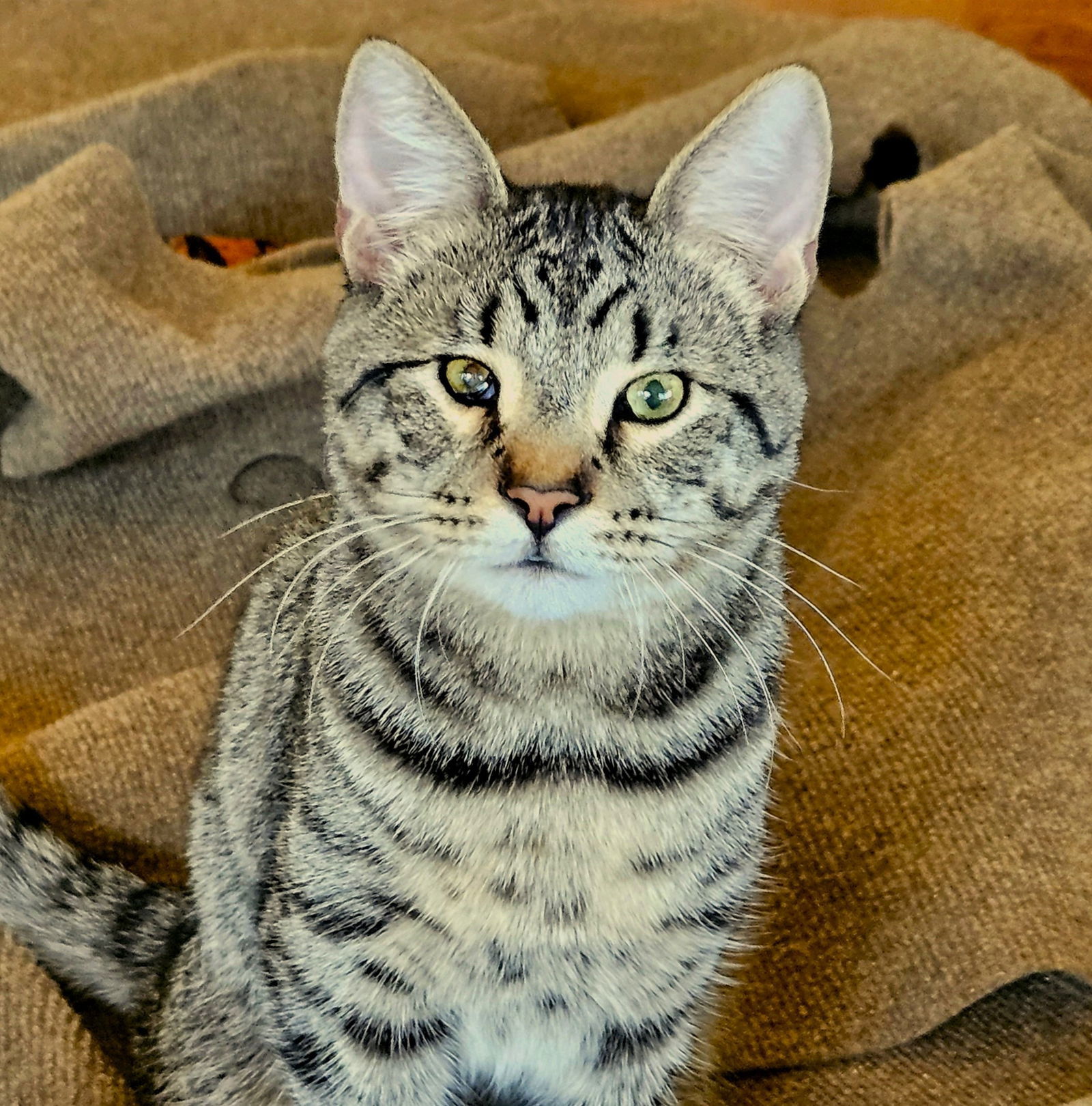 Stevie Ray, an adoptable Domestic Short Hair, Tabby in Springfield, OR, 97475 | Photo Image 2