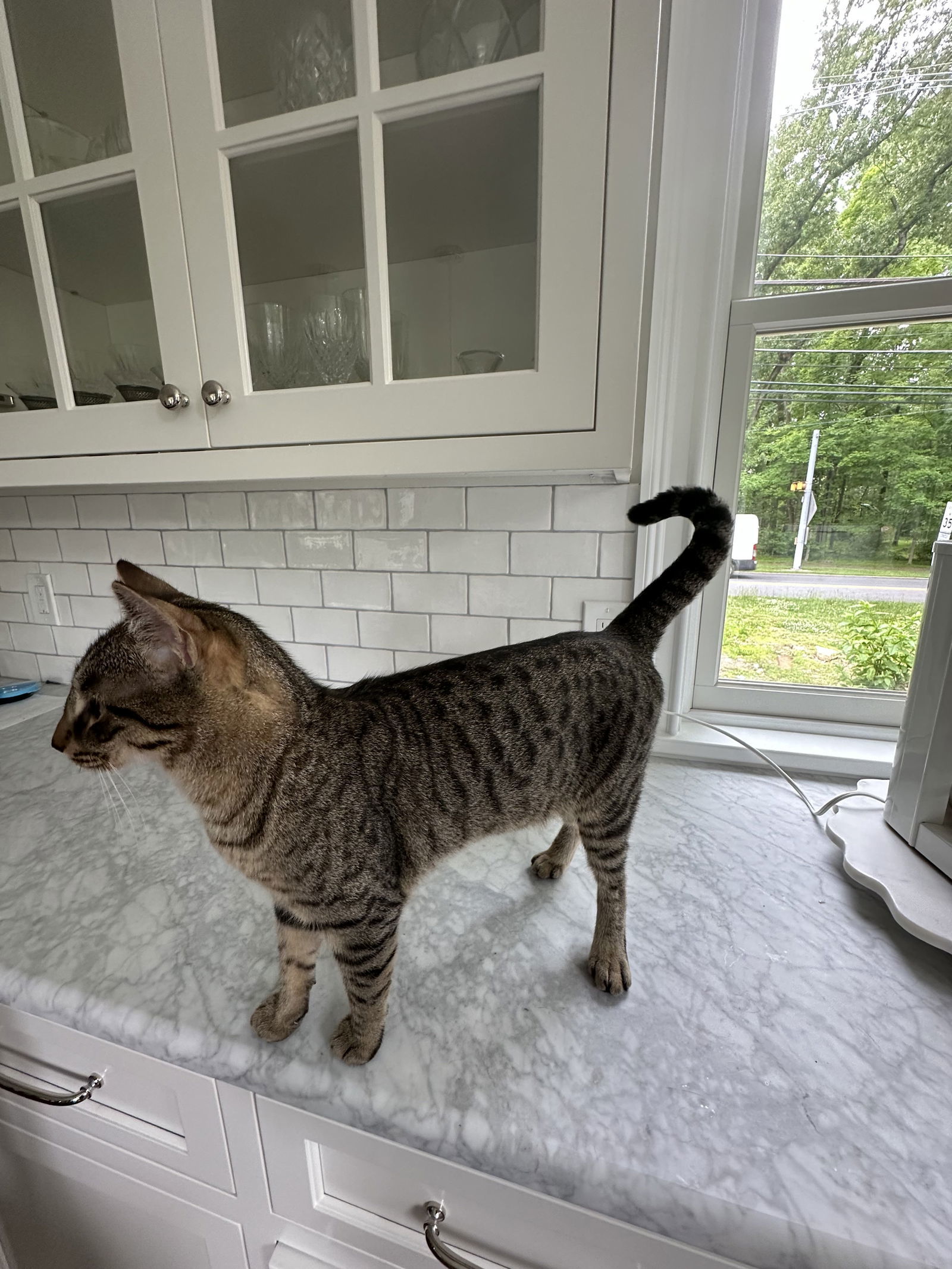 Auggie- Courtesy Post!