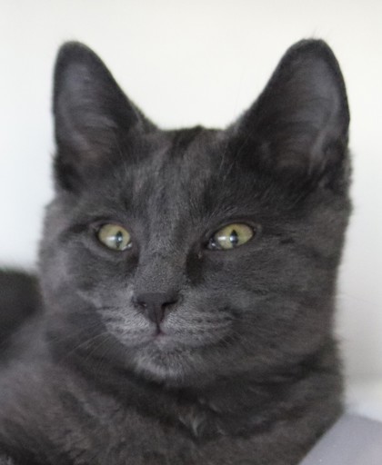 Cobalt, an adoptable Domestic Short Hair in Walla Walla, WA, 99362 | Photo Image 1