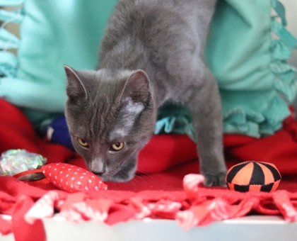 Cobalt, an adoptable Domestic Short Hair in Walla Walla, WA, 99362 | Photo Image 3