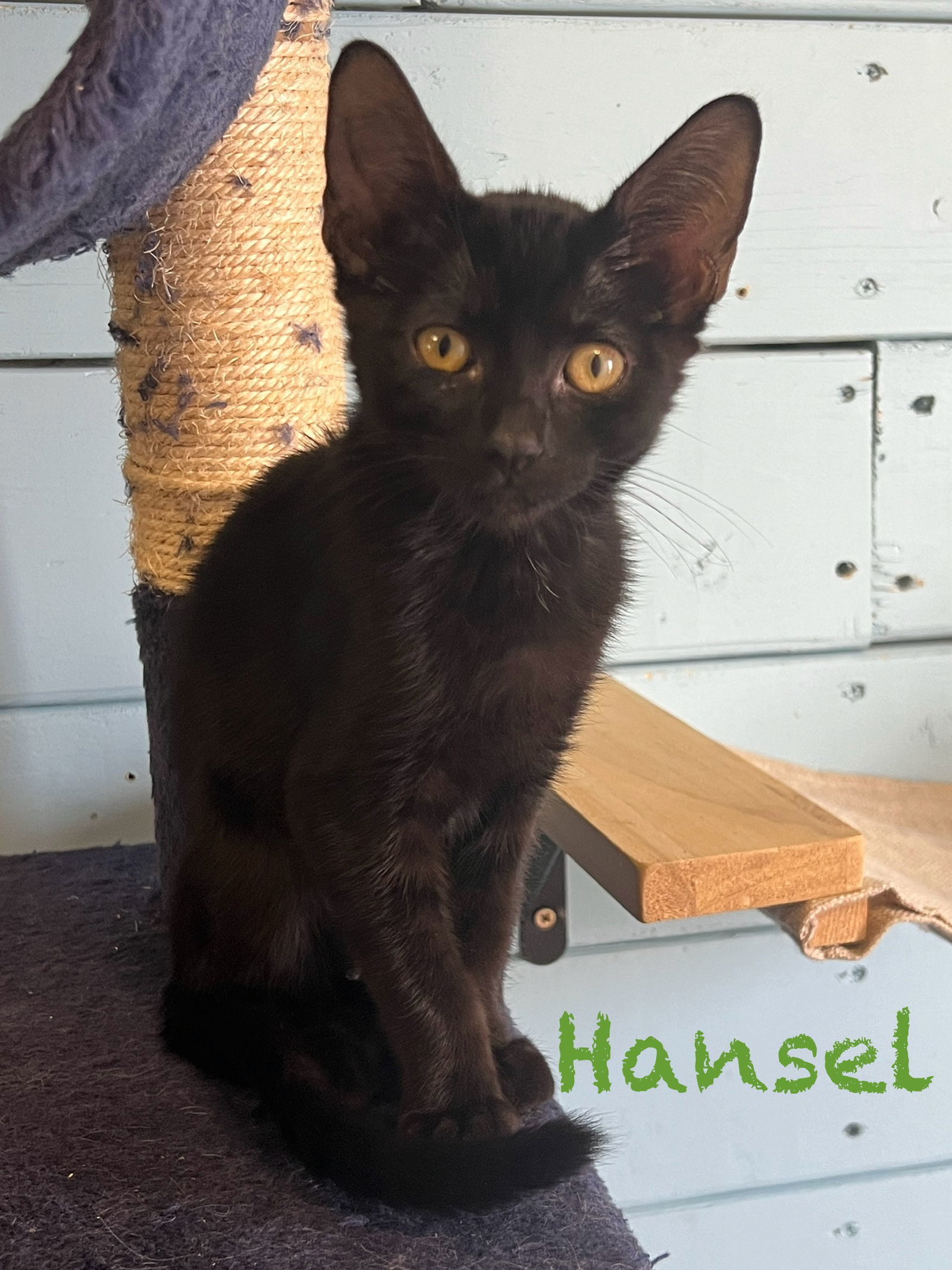 Hansel