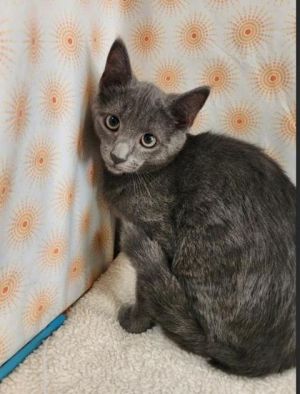 oregano, Baby Male Domestic Short Hair