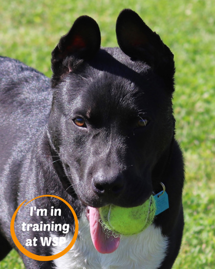 Brennan, an adoptable Mixed Breed in Walla Walla, WA, 99362 | Photo Image 1