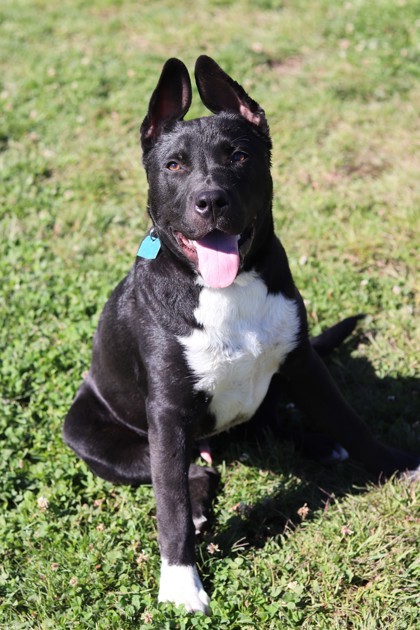 Brennan, an adoptable Mixed Breed in Walla Walla, WA, 99362 | Photo Image 2