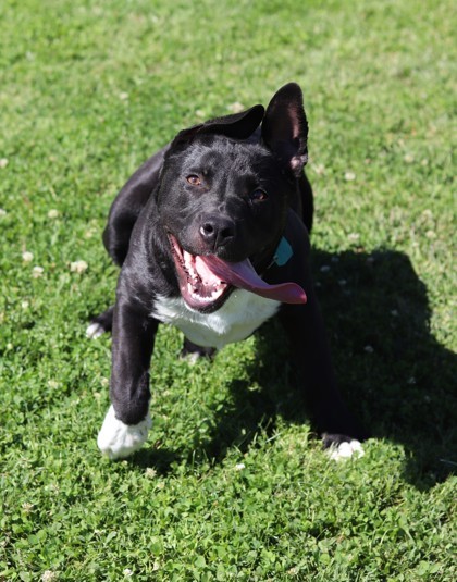 Brennan, an adoptable Mixed Breed in Walla Walla, WA, 99362 | Photo Image 3