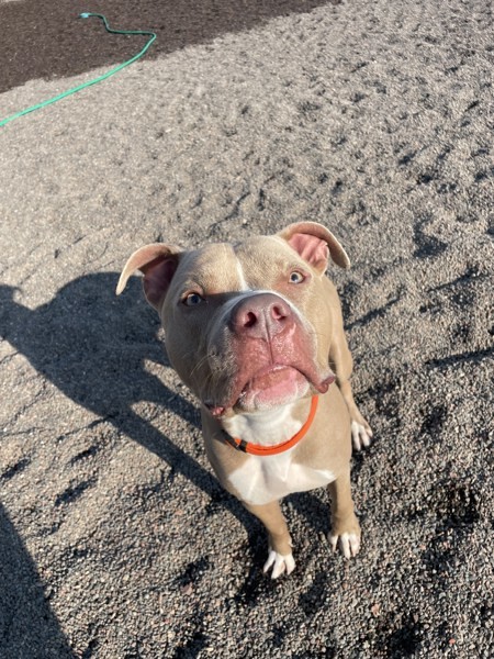 Ralphie, an adoptable American Staffordshire Terrier in Duluth, MN, 55802 | Photo Image 3