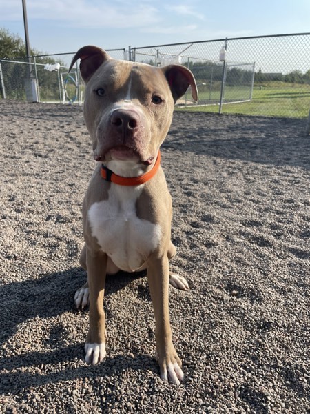 Ralphie, an adoptable American Staffordshire Terrier in Duluth, MN, 55802 | Photo Image 4