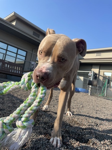 Ralphie, an adoptable American Staffordshire Terrier in Duluth, MN, 55802 | Photo Image 6