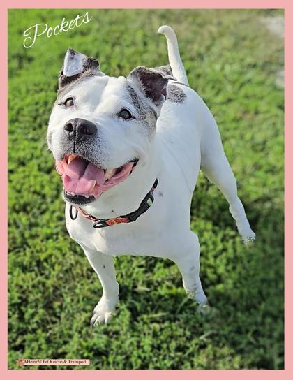 Pockets, an adoptable Pit Bull Terrier, Mixed Breed in De Soto, IA, 50069 | Photo Image 1