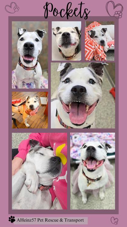 Pockets, an adoptable Pit Bull Terrier, Mixed Breed in De Soto, IA, 50069 | Photo Image 2