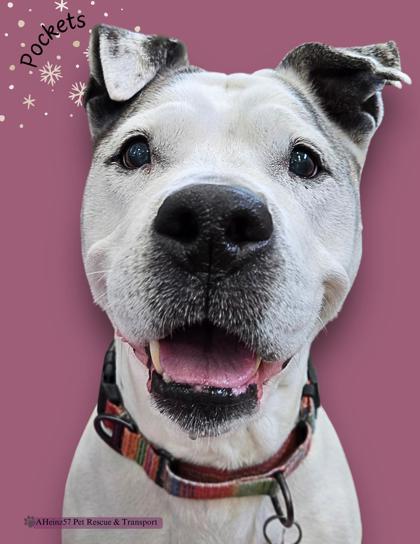 Pockets, an adoptable Pit Bull Terrier, Mixed Breed in De Soto, IA, 50069 | Photo Image 3