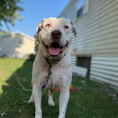 Charlie, an adoptable Pit Bull Terrier in Sioux Falls, SD, 57106 | Photo Image 1